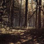 The Blair Witch Project (PS4) - immagine 2